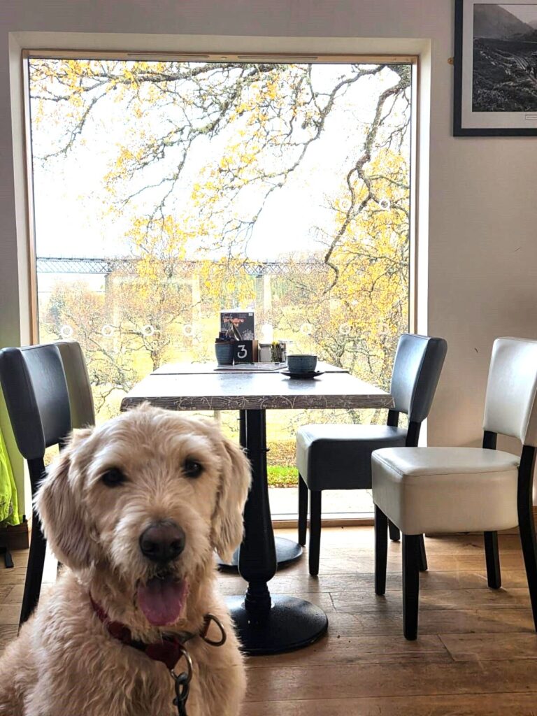 dog_friendly